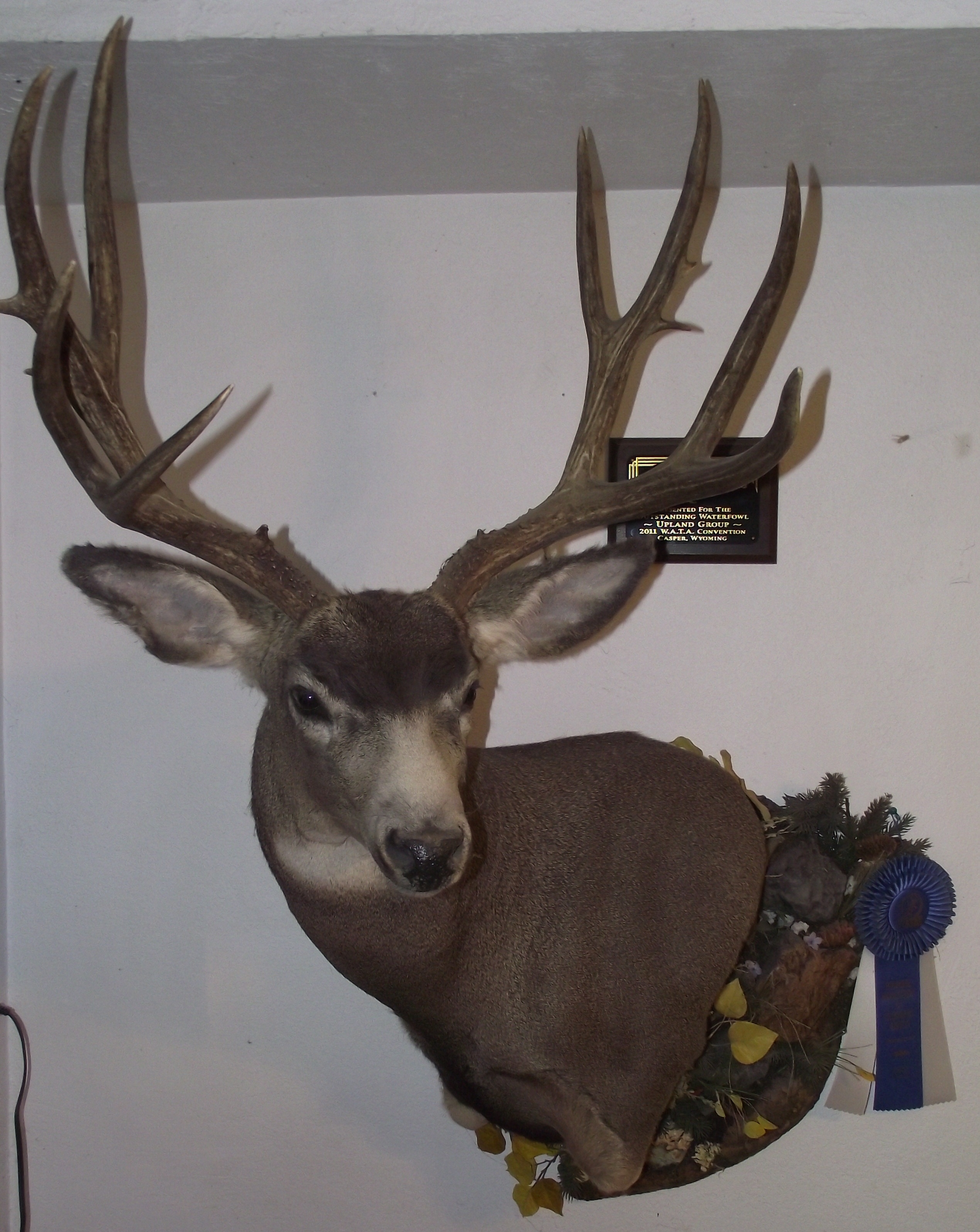 High Country Taxidermy mount — the shop's work, photographed in Pinedale, Wyoming
